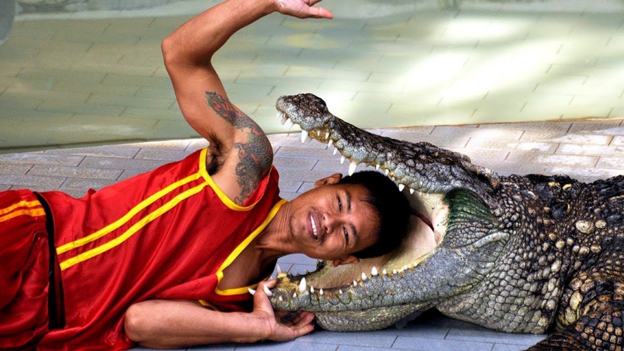 Australien will womöglich Jagd auf Krokodile erlauben Saltwater crocodile, Croco