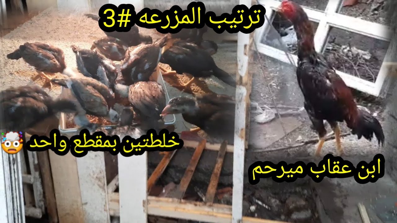 ترتيب المزرعة#3 ابن عقاب كتل المخاليف 😵🐓 خلطتين للكتاكيت🐥😊
