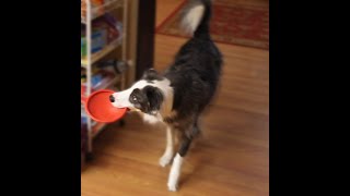 Zoey The Border Collie Gets a Hide-And-Seek Surprise!