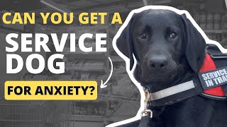 Can you get a Service Dog for Anxiety? (USA) by Lisa Gallegos - Dog Training 2,665 views 1 year ago 4 minutes, 24 seconds