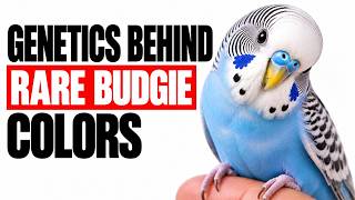 The Genetics Behind Rare Budgie Colors Explained