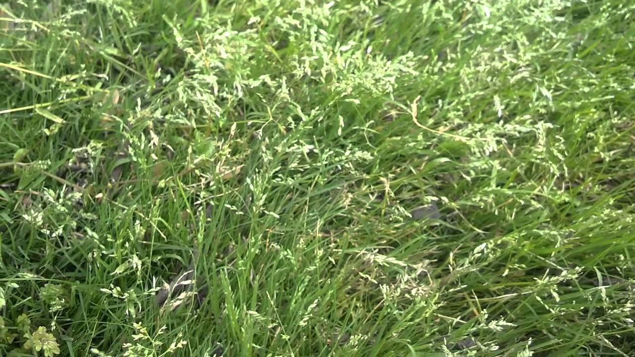 LAWNtalk101!!(VIGORO TALL FESCUE CHALLENGE PART5)!!UPDATE:adding evergreen azaleas to your garden!!!
