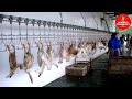 How Thousand of Geese Are Slaughtered? Goose Fresh Meat Processing Line-Modern Goose Slaughterhouse