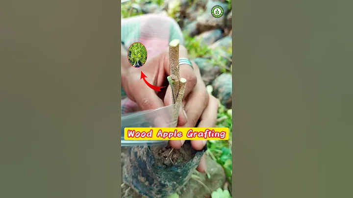 Information 100%Wood Apple Grafting Process# Grafting Tree#Short#videos