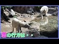 ツヨシとジャンブイ同居中　よこはま動物園ズーラシア　ホッキョクグマ