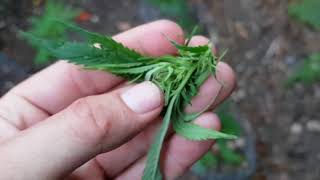 UKFN 2018 - UK Ganja Farming (Freakshow's lackluster)