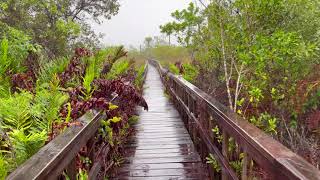 Tropical Wetlands in the Rain | Relaxing Walk with Binaural Rain Sounds near the Everglades