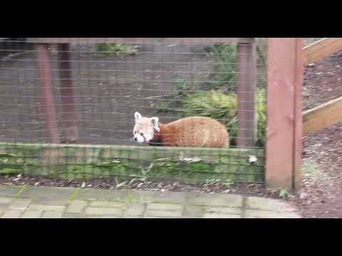 Red Panda and the Look of Disappointment
