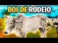 CHEGOU BOI DE RODEIO