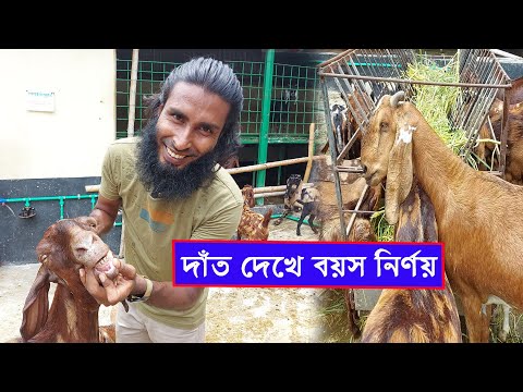 ভিডিও: জোনি ভেড়ার বয়স কত?