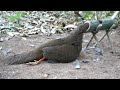 Wild man create amazing bamboo trap to catch pheasant in the forest working very well