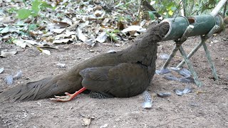 Wild Man: Create Amazing Bamboo Trap to Catch Pheasant in the Forest Working Very Well