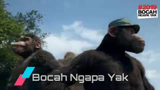 Download lagu Wali band Bocah ngapa yak versi oranghutan Wali band Bocah ngapa yak versi oranghutan