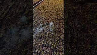 LaserWeeding in High-Density Spinach