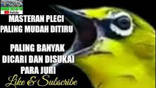 MASTERAN PLECI GACOR  || PALING MUDAH DITIRU ! BANYAK DICARI | DISUKAI  JUR1 !!
