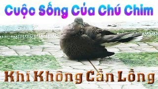 Cuộc Sống Của Chú Chim Khi Không Cần Lồng Nuôi Cu Gáy Thả Rông