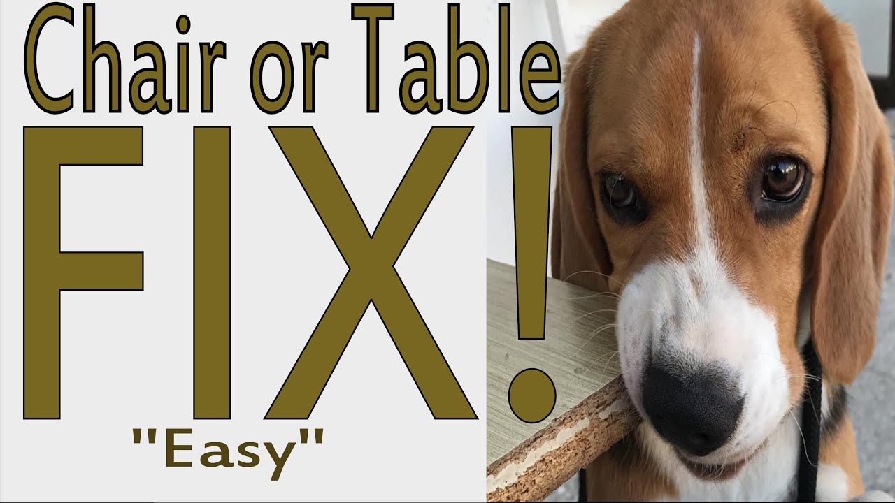 EASY Repair Wood Furniture Chair Leg Chewed on by a Puppy --- Like New Again!! - YouTube