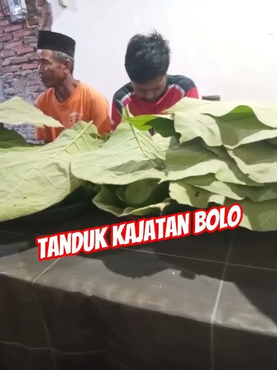 Tanduk Kajatan Bolo 🙏