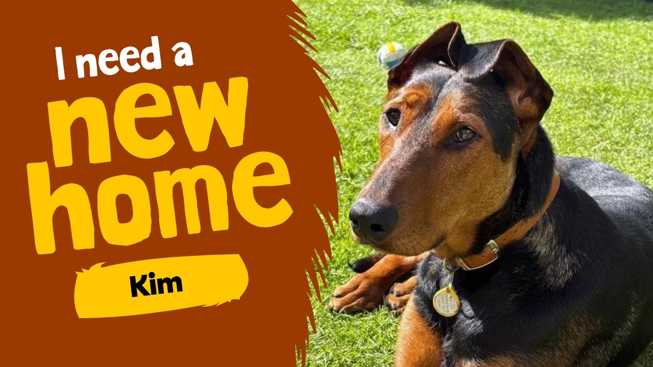 Dog profile video