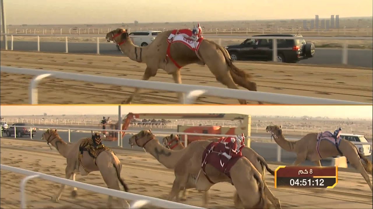 سباق أمير البلاد المفدى للهجن العربية الأصيلة - زمول - الشوط الرابع -29-01-2014