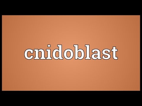 Video: Tế bào Cnidoblast là gì?