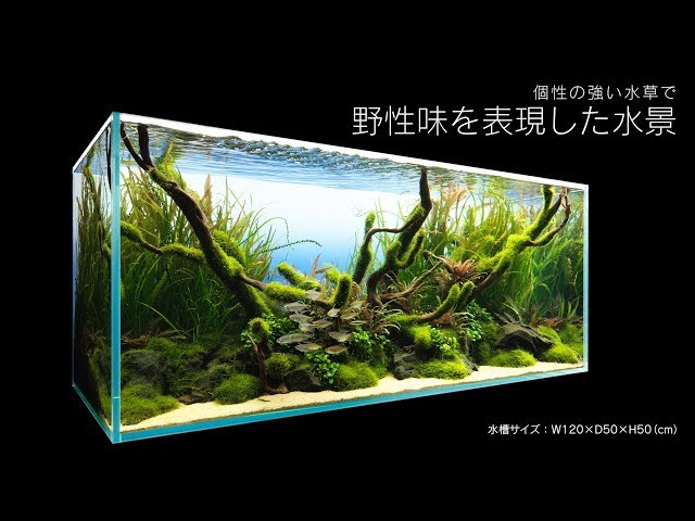 ADAview] 個性の強い水草で野性味を表現した水景 - YouTube