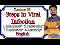 Lecture 03: Step of Viral Infection. Attachment, penetration, Replication and Assembly. ENGLISH