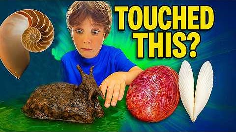 I TOUCHED the STRANGEST SEA CREATURES 🐚😱 (Shell Museum Adventure!)