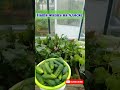 ОГУРЦЫ в СЕНТЯБРЕ 🥒👍 Анкоридж Аляска Америка