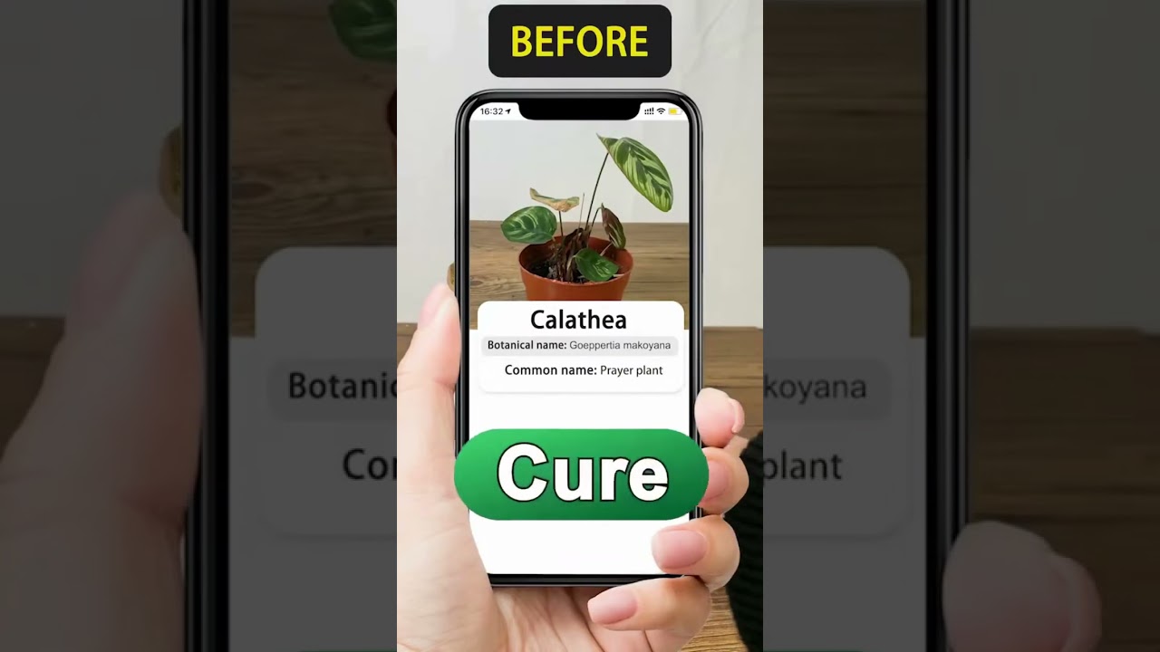 LeafSnap Plant Identification 2025 10 13 240b8f9aa4d1bed325dab7273f2c2b0f 0