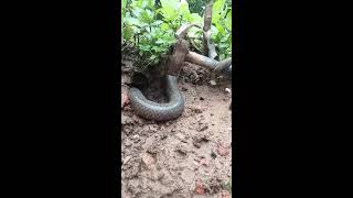 big snake live #snakelive#cobra#snake😱😱#nature #animals #viralvideo simple snake trap12345#birds