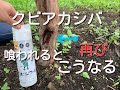 ぶどうの木　クビアカスカシバに喰われるとこうなる　対策は？