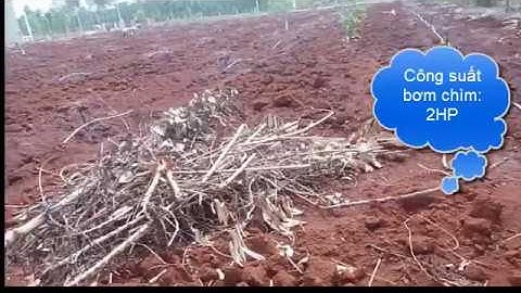 Tưới phun mưa cục bộ và điều chỉnh bán kính tưới cho cây ăn trái