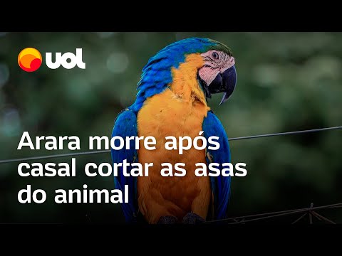 Arara, conhecida como