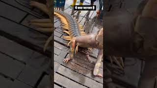 নামাজ #dj #unfrezzmyaccount #tiktok #love #uniqueshorts #duet #movie #কোরআন #beautiful #bollywoodbea