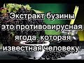 Экстракт бузины это противовирусная ягода, которая известная человеку