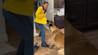 Dog Destroys Sweater Funny #dogfunny #belgianmalinois #doglife