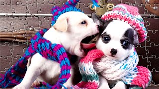 FILHOTES ENGRAÇADOS DE CHIHUAHUA | Quebra Cabeça Puzzle | Game Jogo Relaxante Paciência screenshot 2