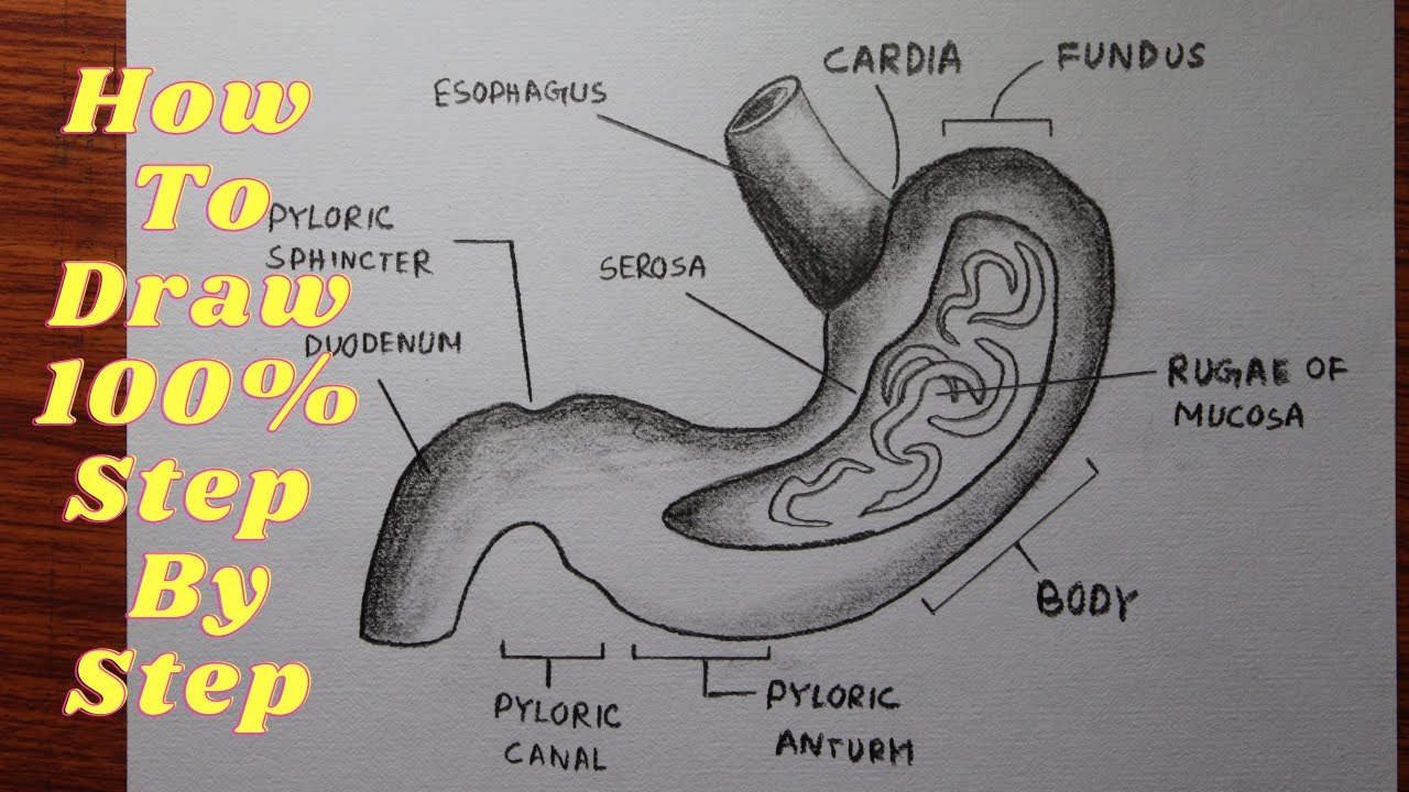 How to draw stomach internal structure easily  step by step  YouTube