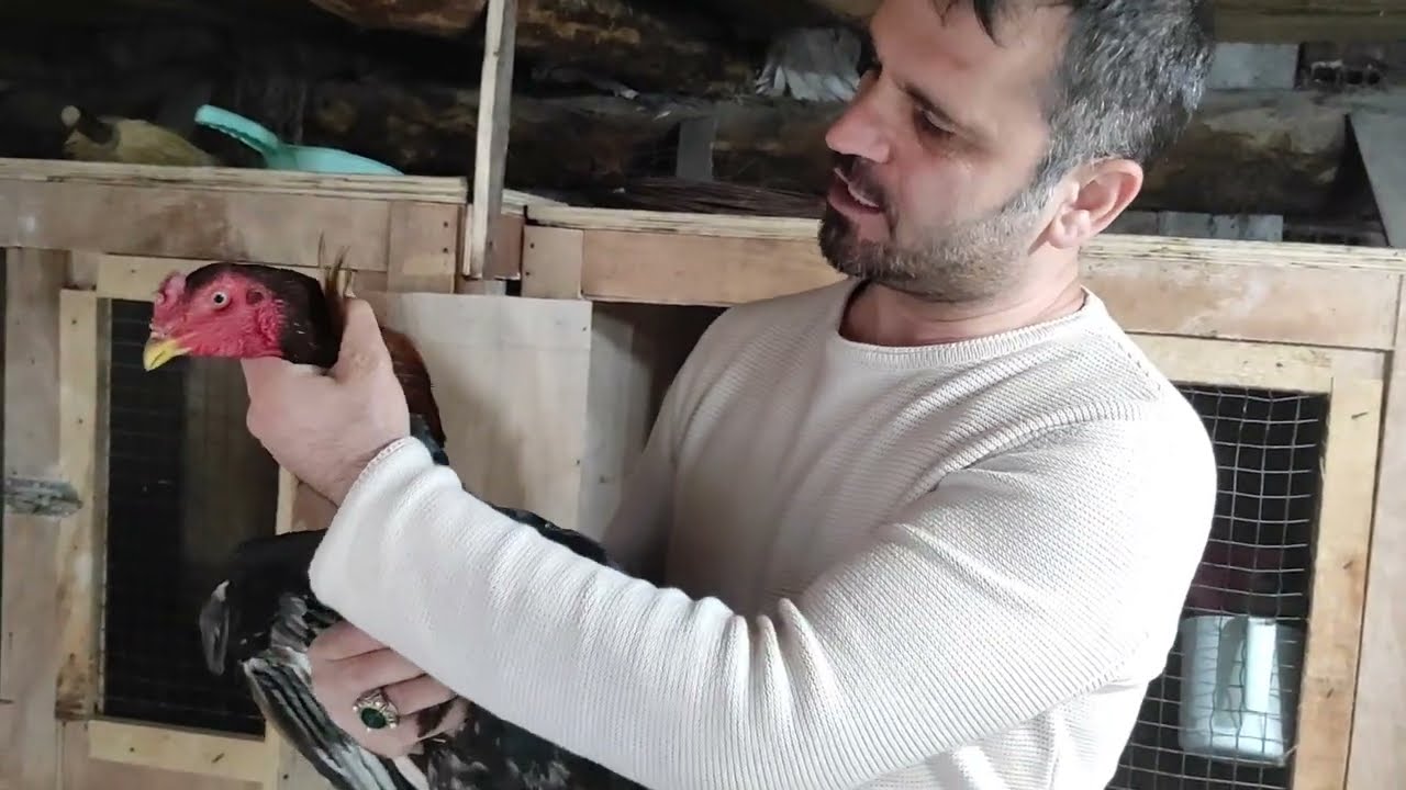 /// BÜLENT KARDEŞİM KISA BİR ARADAN SONRA TEKRAR HOROZCULUĞA BAŞLADI ///