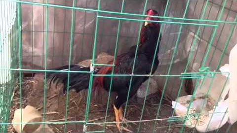 5 1/2 month old semi plucker and top spinner