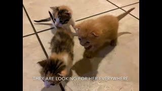 Kittens Crying for Mom Cat / Cute and Funny Cats And Kittens by CUTE  FUNNY ADORABLE ANIMALS 482 views 3 years ago 2 minutes, 25 seconds