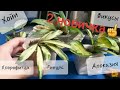 Комнатные растения🌱Часть 3🍀Обзор-отчет по итогу июля🌹Хойи, фикусы, хлорофитум, гинура, алоказия🌺