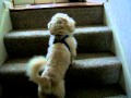 Sabre Coming In (Pekingese Foster Dog Available in Virginia/Maryland/DC area) Sabre Coming In (Pekingese Foster Dog Available in Virginia/Maryland/DC area)