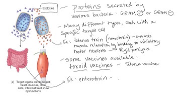 Bacterial Virulence Strategies