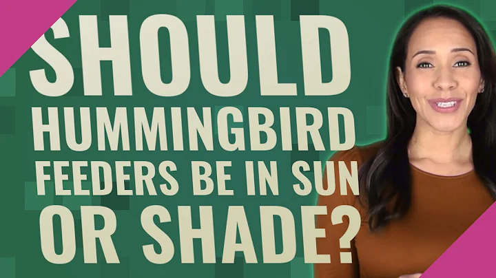 Should a hummingbird feeder be in the sun or shade? (2023)