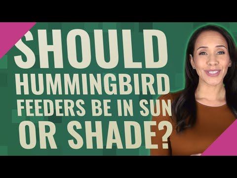 Video: Le mangiatoie per colibrì dovrebbero essere all'ombra?