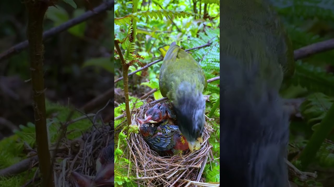 Bird Mother Is So Smart Two Children Know To Bring Yellow Bubbles Back And Inspire The Cont