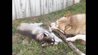 HUSKY PUPPY NIKKITA 'PLAY FIGHTING' (??😁 ) WITH ONE DAY HUSBAND & FUTURE FATHER MEMPHIS 🐶! by TWINPOSSIBLE House of HUSKIES 4,563 views 6 years ago 2 minutes, 51 seconds