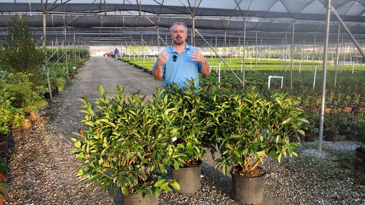 Coppertop Viburnum Technical Growing Guide